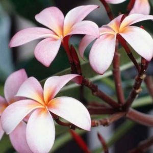 Meet your Posher, Roxann